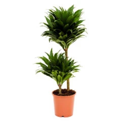 Dracaena Fragrans Compacta - Multi Stem 15 Dracaena Fragrans Compacta - Multi Stem -Plants Sale Store Dracaena fragrans Compacta Multi Stem