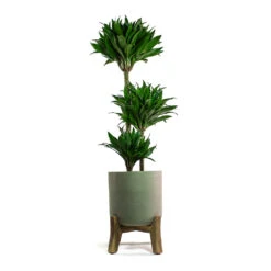 Charlie Plant Pot - Low Stand - Grey Washed 12 Charlie Plant Pot - Low Stand - Grey Washed -Plants Sale Store Dracaena fragrans Compacta Multi Stem Charlie Plant Pot Low Stand Grey Washed