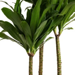 Dracaena Fragrans Compacta - Multi Stem 18 Dracaena Fragrans Compacta - Multi Stem -Plants Sale Store Dracaena fragrans Compacta Multi Stem DETAIL 2