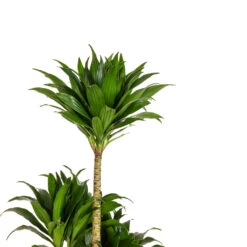 Dracaena Fragrans Compacta - Multi Stem 16 Dracaena Fragrans Compacta - Multi Stem -Plants Sale Store Dracaena fragrans Compacta Multi Stem DETAIL
