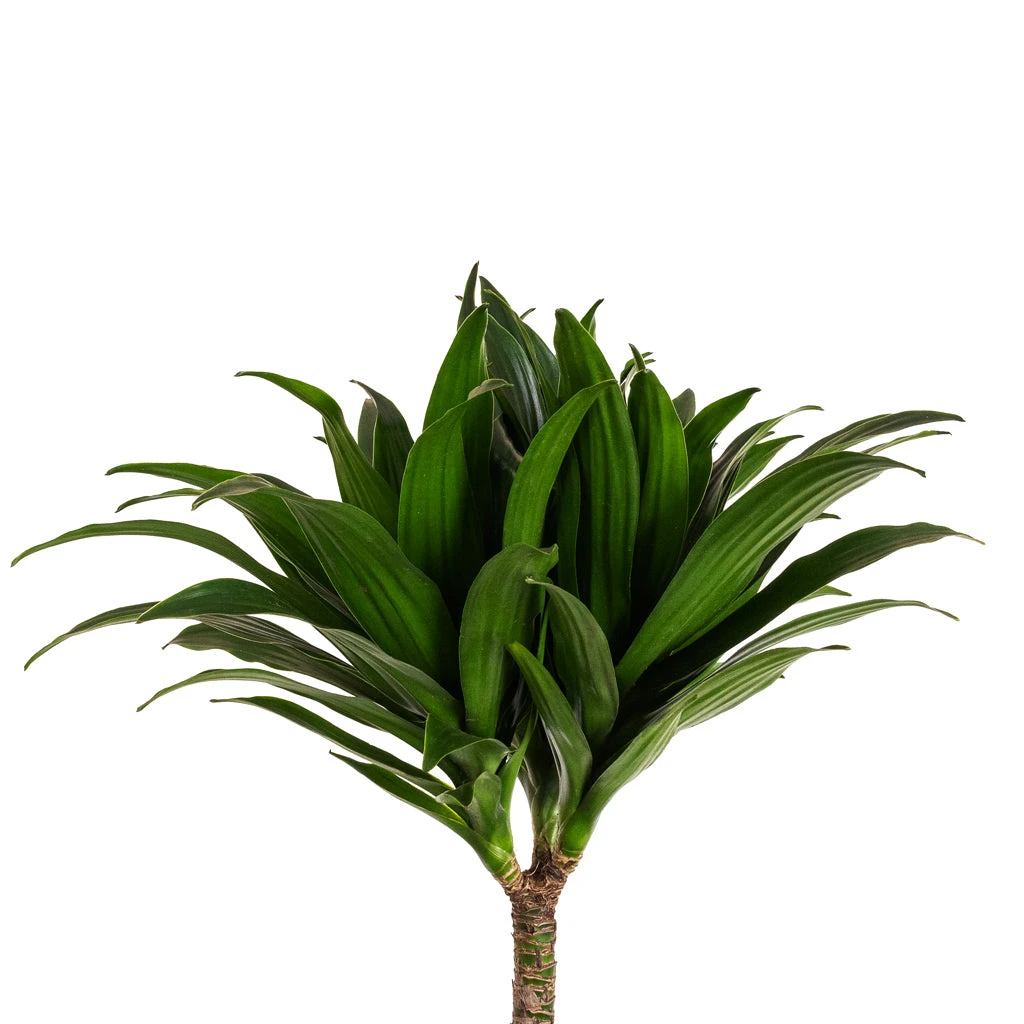 Dracaena Fragrans Compacta - Multi Stem 4 Dracaena Fragrans Compacta - Multi Stem - Image 2
