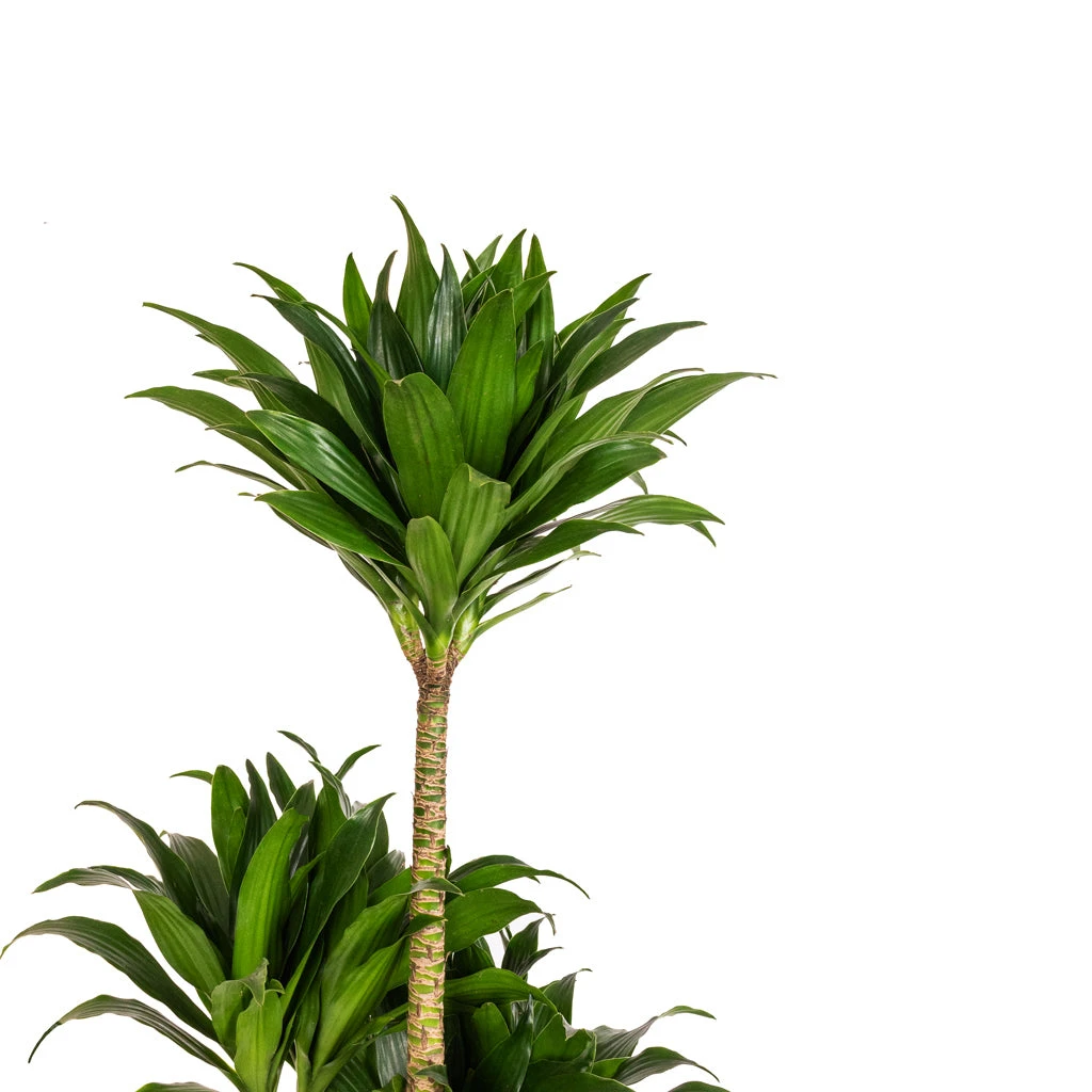 Dracaena Fragrans Compacta - Multi Stem 6 Dracaena Fragrans Compacta - Multi Stem - Image 4