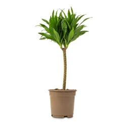 Dracaena Fragrans Compacta - Single Stem -Plants Sale Store Dracaena fragrans Compacta Single Stem 17x65cm