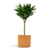 Dracaena Fragrans Compacta - Single Stem -Plants Sale Store Dracaena fragrans Compacta Single Stem 17x65cm Hadleigh Plant Pot Amber 20x17.5cm