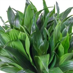 Dracaena Compacta - Multi Stem - HydroCare -Plants Sale Store Dracaena fragrans Compacta Single Stem Leaves 86c2a4e7 7a62 4ef5 ad33 214cb4ee418e