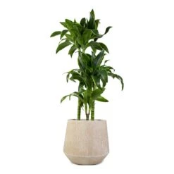Dracaena Fragrans Dorado - Multi Stem -Plants Sale Store Dracaena fragrans Dorado 3Stem 21x95cm Raindrop Tube Round Planter Stone 30x26cm