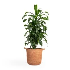 Dracaena Fragrans Dorado - Branched -Plants Sale Store Dracaena fragrans Dorado Branched 21x70cm Nelis Plant Basket Camel 28x27cm