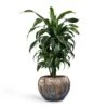 Dracaena Fragrans Dorado - Branched -Plants Sale Store Dracaena fragrans Dorado Branched 21x70cm Plant Pot Luxe Lite Comet Globe Planter Bronze 33x24cm