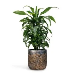 Dracaena Fragrans Dorado - Branched -Plants Sale Store Dracaena fragrans Dorado Branched 21x70cm Plant Pot Luxe Lite Layer Cylinder Planter Bronze 28x27cm