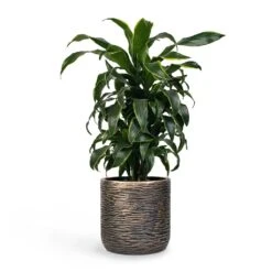 Dracaena Fragrans Dorado - Branched -Plants Sale Store Dracaena fragrans Dorado Branched 21x70cm Plant Pot Luxe Lite Wrinkle Cylinder Planter Bronze 28x27cm