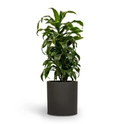 Dracaena Fragrans Dorado - Branched -Plants Sale Store Dracaena fragrans Dorado Branched 21x70cm Pot Max Refined Planter 29x29.5cm 2 814c9cca 14d7 4ebb 9b15 2f8d14bfad60