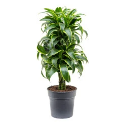 Dracaena Fragrans Dorado - Branched -Plants Sale Store Dracaena fragrans Dorado Branched