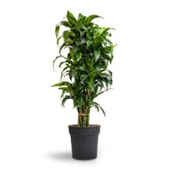 Dracaena Fragrans Dorado - Branched -Plants Sale Store Dracaena fragrans Dorado Branched 27x110cm