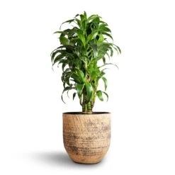 Dracaena Fragrans Dorado - Branched -Plants Sale Store Dracaena fragrans Dorado Branched 27x110cm Cas Plant Pot Sahara 32x29cm