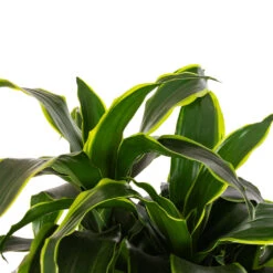 Dracaena Fragrans Dorado - Branched -Plants Sale Store Dracaena fragrans Dorado Branched DETAIL