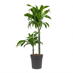 Dracaena Fragrans Dorado - Multi Stem -Plants Sale Store Dracaena fragrans Dorado Multi Stem 19x80cm 2 stems
