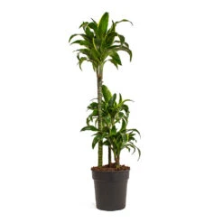 Dracaena Fragrans Dorado - Multi Stem -Plants Sale Store Dracaena fragrans Dorado Multi Stem 21cm