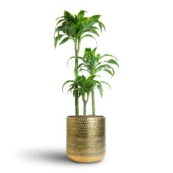 Solis Embossed Plant Pot - Gold -Plants Sale Store Dracaena fragrans Dorado Multi Stem 21x95cm 3 stems Solis Embossed Plant Pot Gold 25x25cm 7 f5643f8b 5337 44a8 8e3a b568893ec702