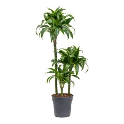 Dracaena Fragrans Dorado - Multi Stem -Plants Sale Store Dracaena fragrans Dorado Multi Stem