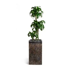 Dracaena Fragrans Dorado - Multi Stem -Plants Sale Store Dracaena fragrans Dorado Multi Stem Luxe Lite Layer Square Planter Bronze