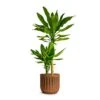 Dracaena Fragrans Golden Coast - Multi Stem -Plants Sale Store Dracaena fragrans Gold Coast Multi Stem 19x100cm Houseplant Plant Pot Duncan Rust 14x13cm c34d9826 1b16 48a0 87ba e44beb98e4c5
