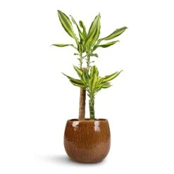 Dracaena Fragrans Golden Coast - Multi Stem 22 Dracaena Fragrans Golden Coast - Multi Stem -Plants Sale Store Dracaena fragrans Golden Coast 2Stem 17x80cm Mischa Plant Pot Caramel 24x22cm