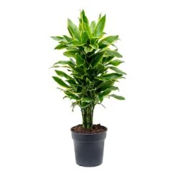Dracaena Fragrans Golden Coast - Branched 13 Dracaena Fragrans Golden Coast - Branched -Plants Sale Store Dracaena fragrans Golden Coast Branched 24cm