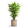 Dracaena Fragrans Golden Coast - Branched -Plants Sale Store Dracaena fragrans Golden Coast Branched 24x90cm Puk Refined Planter Clouded Grey 25x24.5cm