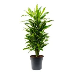 Dracaena Fragrans Golden Coast - Branched 15 Dracaena Fragrans Golden Coast - Branched -Plants Sale Store Dracaena fragrans Golden Coast Branched 27cm