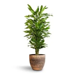 Dracaena Fragrans Golden Coast - Branched 12 Dracaena Fragrans Golden Coast - Branched -Plants Sale Store Dracaena fragrans Golden Coast Branched 27x110cm Cas Plant Pot Sahara 36x32cm
