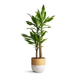 Bamboo Plant Pot - White 14 Bamboo Plant Pot - White -Plants Sale Store Dracaena fragrans Golden Coast Multi Stem 17x70cm Bamboo Plant Pot White 19x19cm 6268deef d757 4fa9 bf5e ec5ddcd3c6f0