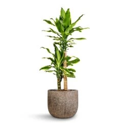 Cody Cement & Stone Plant Pot - Granite Grey -Plants Sale Store Dracaena fragrans Golden Coast Multi Stem 17x70cm 2 stems Cody Cement Stone Plant Pot Granite Grey 5578ee58 99bb 4290 95fc 82ce3b4737a3