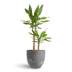 Dracaena Fragrans Golden Coast - Multi Stem 18 Dracaena Fragrans Golden Coast - Multi Stem -Plants Sale Store Dracaena fragrans Golden Coast Multi Stem 17x70cm 2 stems Bola Artstone Plant Pot Grey 28x24cm d9e487f5 5dcf 4a4d 856d 8a4cfe78f51b