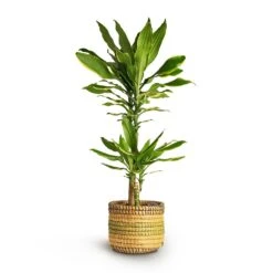 Dracaena Fragrans Golden Coast - Multi Stem 21 Dracaena Fragrans Golden Coast - Multi Stem -Plants Sale Store Dracaena fragrans Golden Coast Multi Stem 17x80cm 2stems Jane Plant Baskets Set5 Jungle b6fd3bbc 2ee0 4004 9468 ef0c018b093f