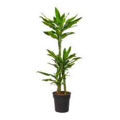 Dracaena Fragrans Golden Coast - Multi Stem 20 Dracaena Fragrans Golden Coast - Multi Stem -Plants Sale Store Dracaena fragrans Golden Coast Multi Stem