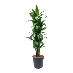 Dracaena Fragrans Janet Craig - Branched -Plants Sale Store Dracaena fragrans Janet Craig Branched