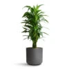 Dracaena Fragrans Janet Craig - Branched -Plants Sale Store Dracaena fragrans Janet Craig Branched 27x130cm Leon Plant Pot Granite 32x27cm a6ea98dd 6d1e 444d a049 530b7fef4943