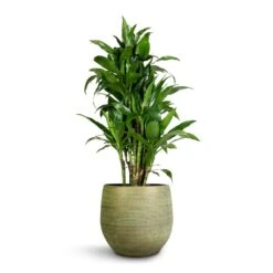 Dracaena Fragrans Janet Craig - Branched -Plants Sale Store Dracaena fragrans Janet Craig Branched 27x130cm Lydia Plant Pot Shiny Green 36x32cm