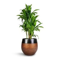 Mya Plant Pot - Shiny Mocha 31 Mya Plant Pot - Shiny Mocha -Plants Sale Store Dracaena fragrans Janet Craig Branched 27x130cm Mya Plant Pot Shiny Mocha 36x32cm 5735cdce 37e2 4c6c 8976 3b323c084f37
