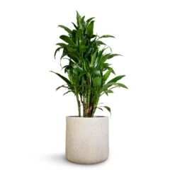 Dracaena Fragrans Janet Craig - Branched -Plants Sale Store Dracaena fragrans Janet Craig Branched 27x130cm Raindrop Round Planter Stone 34x32cm 1
