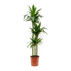 Dracaena Fragrans Janet Craig - Multi Stem -Plants Sale Store Dracaena fragrans Janet Craig Multi Stem