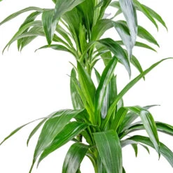 Dracaena Fragrans Janet Craig - Multi Stem -Plants Sale Store Dracaena fragrans Janet Craig Multi Stem 24x135cm DETAIL