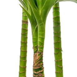 Dracaena Fragrans Janet Craig - Multi Stem -Plants Sale Store Dracaena fragrans Janet Craig Multi Stem 24x135cm DETAIL 3