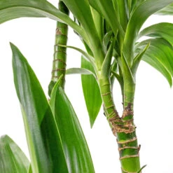 Plants Sale Store -Plants Sale Store Dracaena fragrans Janet Craig Multi Stem 24x135cm DETAIL 4