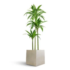 Grigio Cube Planter - Antique White Concrete 14 Grigio Cube Planter - Antique White Concrete -Plants Sale Store Dracaena fragrans Janet Craig Multi Stem 24x135cm 3 stems Grigio Cube Planter Antique White Concrete 30x30x30cm ace2f845 18f5 4494 974e 45d3c7325fb2