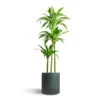 Dracaena Fragrans Janet Craig - Multi Stem -Plants Sale Store Dracaena fragrans Janet Craig Multi Stem 24x135cm 3 stems Max Refined Planter Pine Green 29x29.5cm
