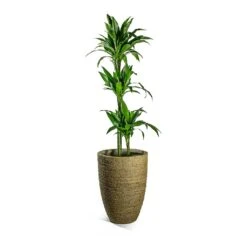 Dracaena Fragrans Janet Craig - Multi Stem -Plants Sale Store Dracaena fragrans Janet Craig Multi Stem Ben Plant Pot Straw Grass