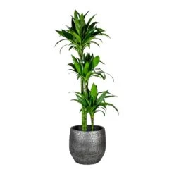 Dracaena Fragrans Janet Craig - Multi Stem -Plants Sale Store Dracaena fragrans Janet Craig Multi Stem Evi Plant Pot Midnight Black 35cm