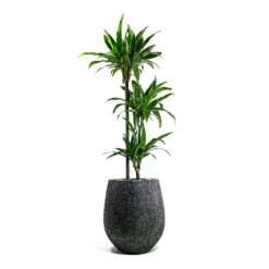 Dracaena Fragrans Janet Craig - Multi Stem -Plants Sale Store Dracaena fragrans Janet Craig Multi Stem Opus Hit Darcy Planter Silver 188e73ad 04ec 4c7c 8464 a99a9fb334de