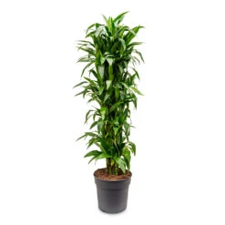 Dracaena Fragrans Janet Craig - Branched -Plants Sale Store Dracaena fragrans Janet Craig branched 34x180cm
